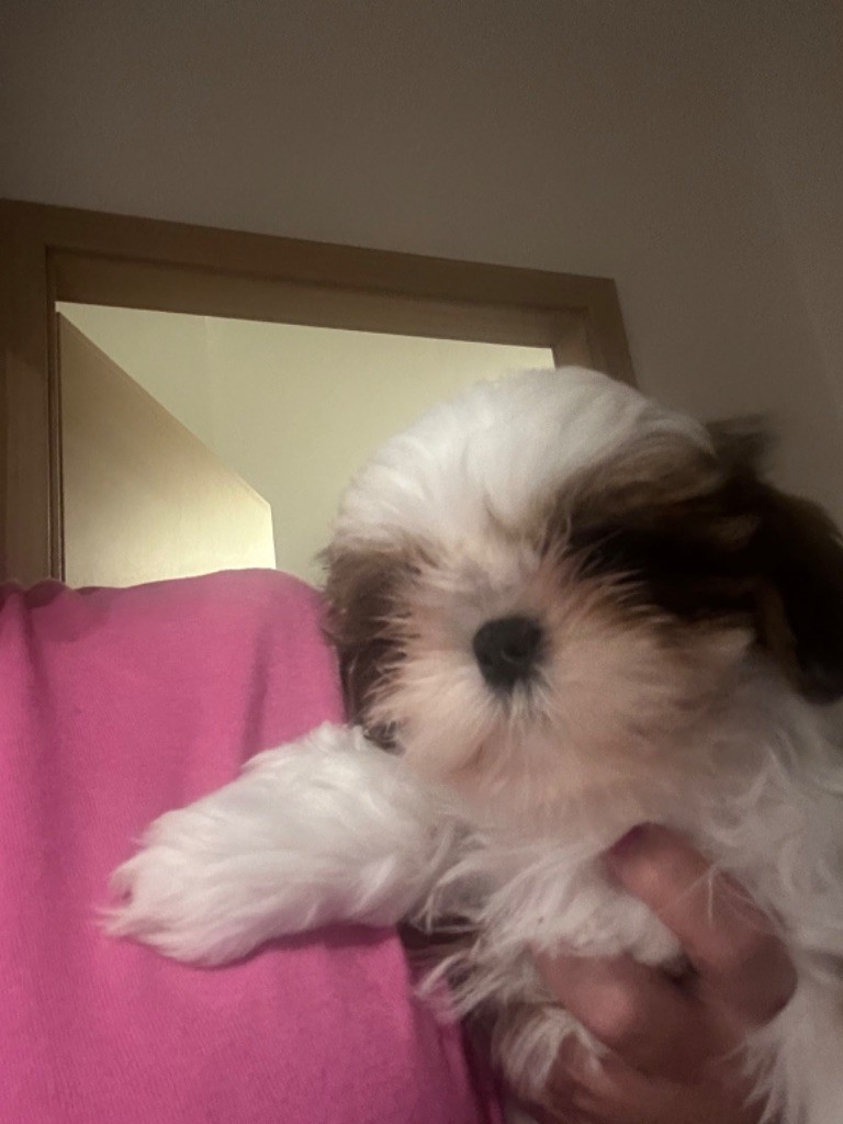 Jasmine Blossom's - Chiot disponible  - Shih Tzu